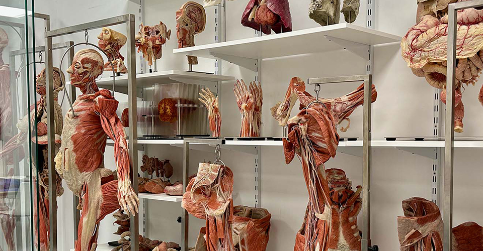 plastinats